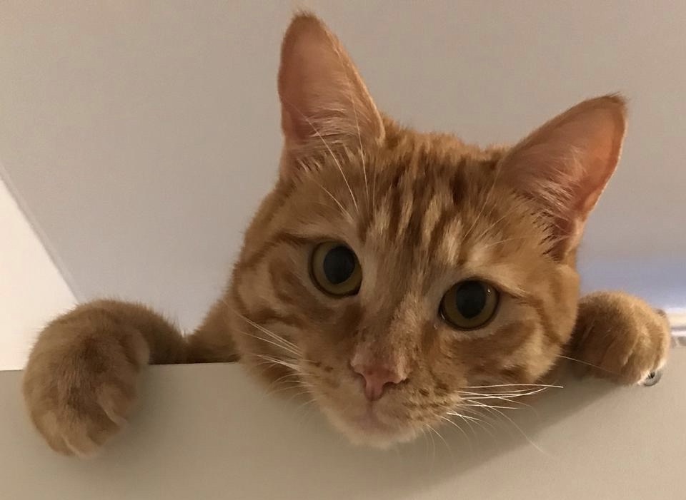 Кот Стёпа